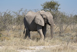 Fototapeta Sawanna - Elefant