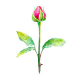 Fototapeta Tulipany - Rose. Garden flower. Watercolor hand drawn illustration.White background.