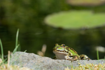 Wall Mural - European green frog sitting on a rock with water and a water lily leaf in the blurred background