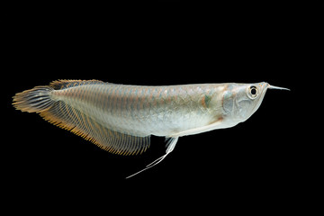 Silver arowana in white background, Osteoglossum bicirrhosum