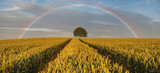 Fototapeta Tęcza - Panorama of wheat field in the morning,raibow over the field