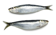 Two Fresh Whole Sardines, Sustainable Seafood, On A White Background