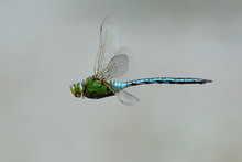 Emperor Dragonfly In Flight