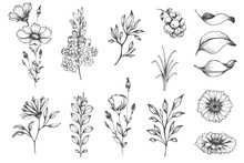 Vector Collection Of Hand Drawn Plants. Botanical Set Of Sketch Flowers And Branches