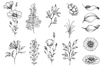 vector collection of hand drawn plants. botanical set of sketch flowers and branches