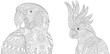 Coloring page collection of macaw (ara) and cockatoo parrots. Freehand sketch for adult antistress colouring book in zentangle style.
