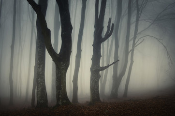 Wall Mural - old trees in scary forest
