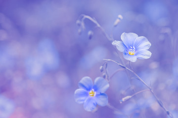 Blue flower of flax on a delicate pink background. Pastel colors. Flax outdoor background with space for text.