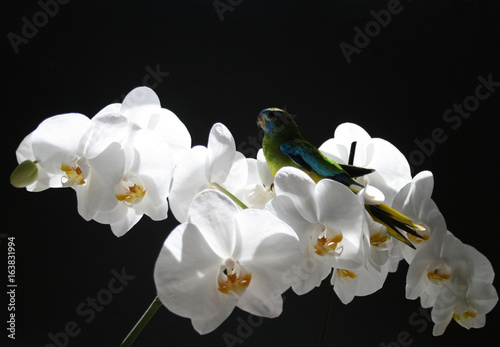 Plakaty Storczyki  golden-parakeet-siedzi-na-bialej-orchidei
