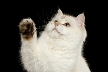 Wall Mural - Close-up Funny British Cat White color-point touching paw and looking up on Isolated Black Background, front view