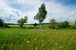 Sunny summer scene with trees growing in fields