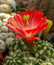 Red Cactus Flower - Macro