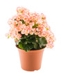 Pink begonia in the flowerpot