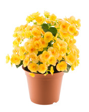Yellow Begonia In The Flowerpot
