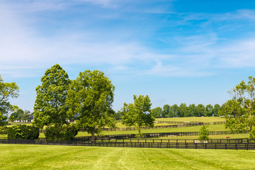Wall Mural - Green pastures of horse farms