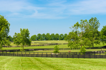 Wall Mural - Green pastures of horse farms.
