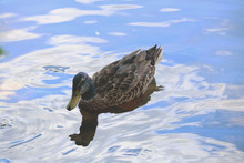 Swimming Duck 