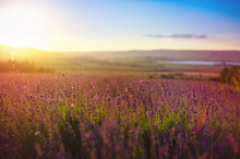Beautiful Landscape Of Lavender Fields With Dramatic Sky During Sunset. Lavender Field Over Sunser Sky. Natural Background.