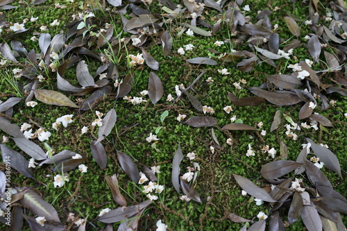 地面 散らばる 花びら 葉 白い花 ナチュラル Buy This Stock Photo And Explore Similar Images At Adobe Stock Adobe Stock