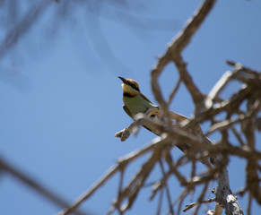 Colourful bird perched in tree