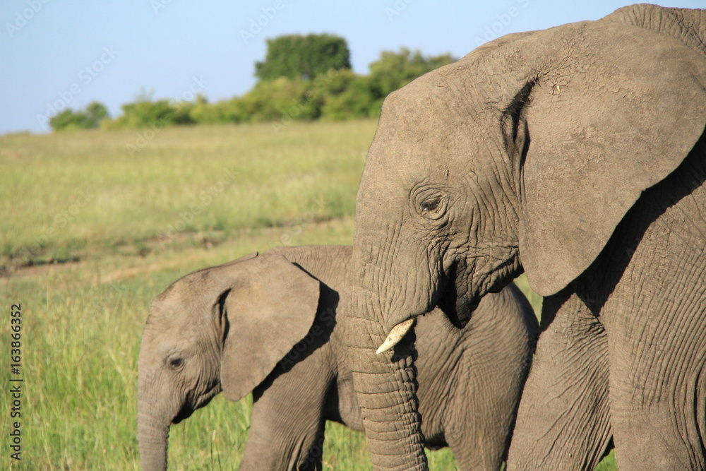 親子象 Stock Photo | Adobe Stock