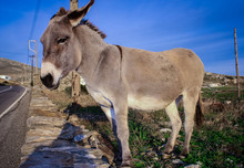 Donkey By The Roadside