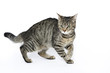 © jurewicz - cat, animal, domestic, pet, mixed breed, young, wild,