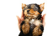 Puppy Yorkshire Terrier lies on a woman's hand