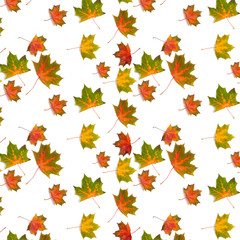 Wall Mural -  pattern colorful maple leaf  autumn