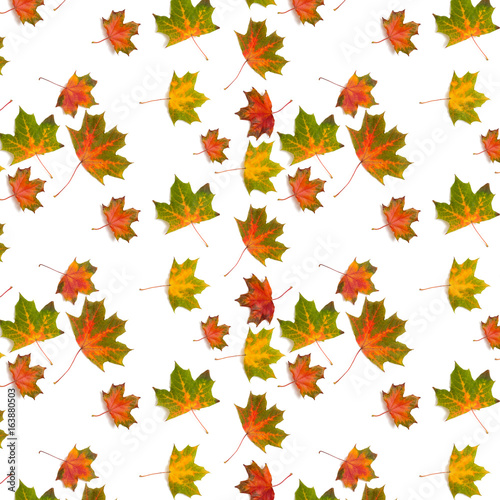 pattern colorful maple leaf  autumn