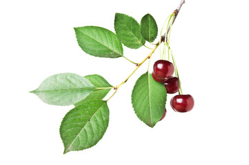 Wall Mural - branch with berries cherry isolated