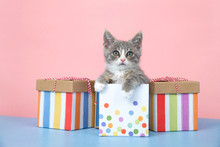 One Small Gray And White Tabby Kitten Sitting In A Pastel Dotted Birthday Present Box With Striped Boxes On Each Side. Blue Surface, Pink Background.