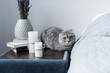 grey scottish fold cat lying on nightstand with candles and books