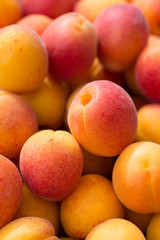 Poster - ripe apricots