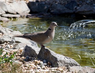 Turtledove at the garden pond