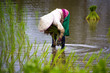 © waraphot - Asian farmers farm rice in Thailand