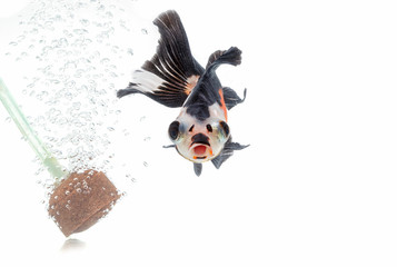 Wall Mural - fancy goldfish isolate on white background