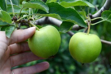 Wall Mural - apples granny smith picking