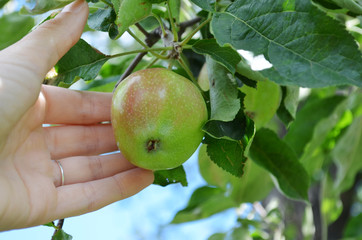 Wall Mural - apple harvest