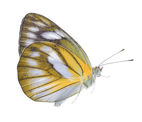 Wall Mural - Beautiful yellow butterfly on white background.