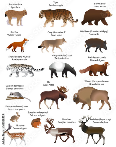 Collection of different species of animals living in the territory of