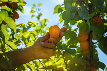 Apricot harvesting in an orchard. Farmer is picking a ripe apricot.