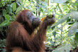 Orangutan im Regenwald bei Bukit Lawang, Sumatra, Indonesien