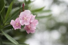 Pink Oleander Has A Droplet Of Petals.
