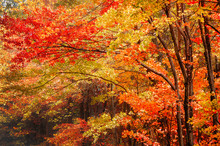 Fall Leaves In The Blue Ridge Mountains Near Asheville North Carolina