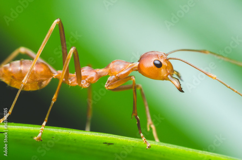Plakat czerwony mrówka stanąć na zielony liść z zielonym tłem.