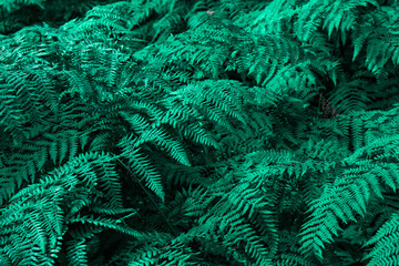  Green leaves fern background