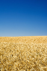 Wheat field on a sunny day with a blue sky