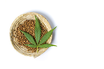 Wall Mural - Cannabis seeds in a bowl isolated