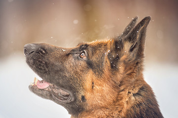 Wall Mural - Dog breed German shepherd on the background of the winter forest black and white image